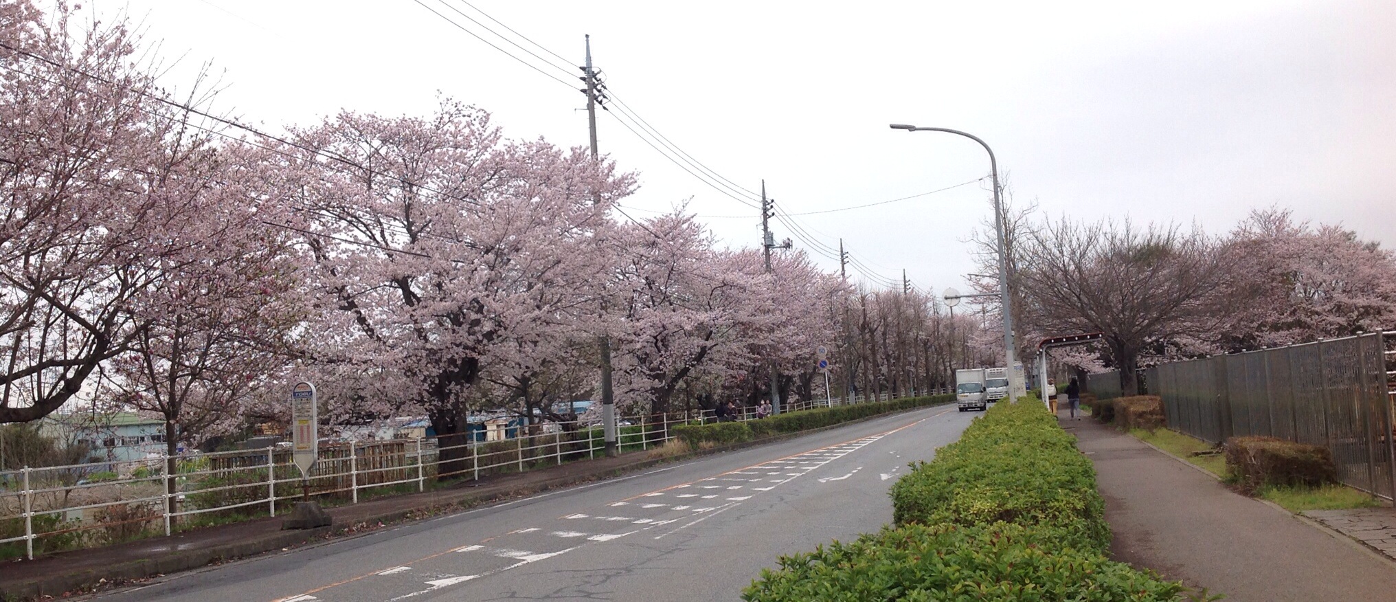 Sakura road