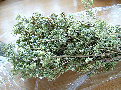 oregano2